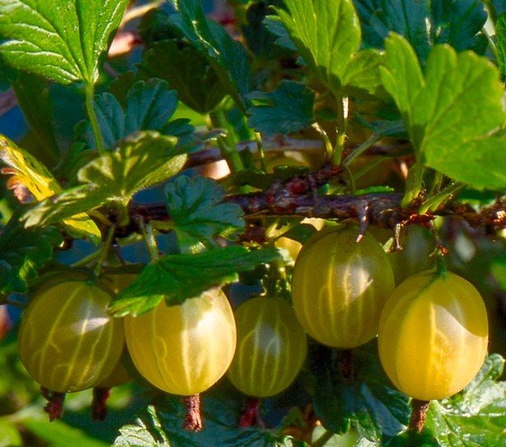Köszméte, a méltatlanul mellőzött gyümölcs Köszméte, a méltatlanul mellőzött gyümölcs