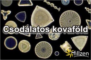 11159523_812832555469536_4110950238978712776_n