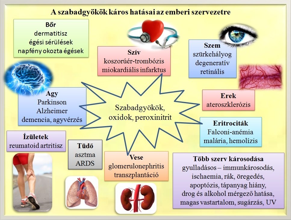 Képtalálat a következőre: „antioxidánsok szerepe”